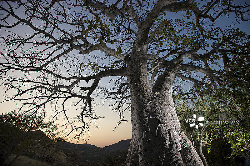 纳米比亚卡奥科兰库内内河埃普帕瀑布旁的泛光照明的猴面包树图片素材