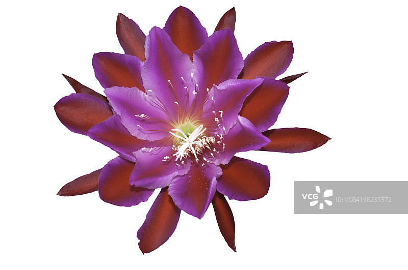 非常美丽且稀有的大红色仙人掌花图片素材