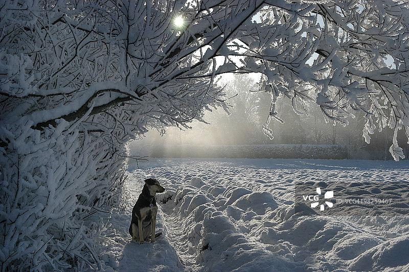 雪地里等待的混血牧羊犬辛迪图片素材