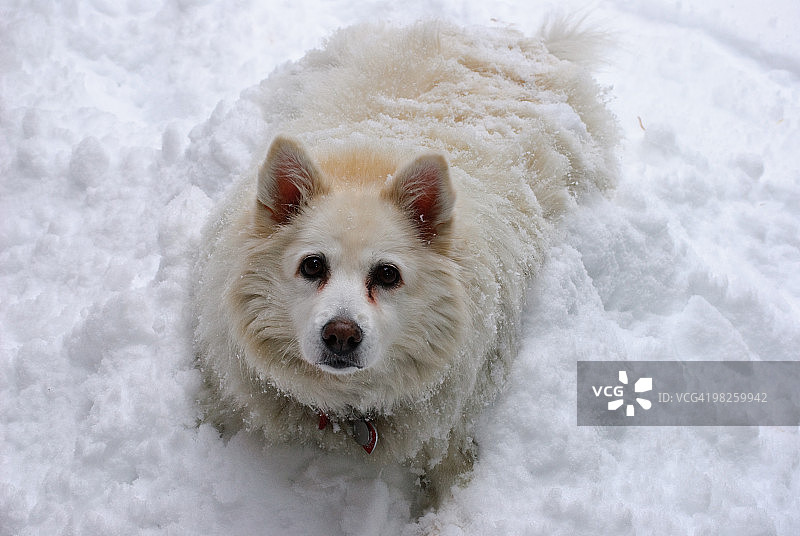 美国爱斯基摩犬在雪地里打滚图片素材