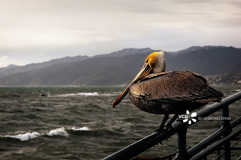 褐鹈鹕图片素材
