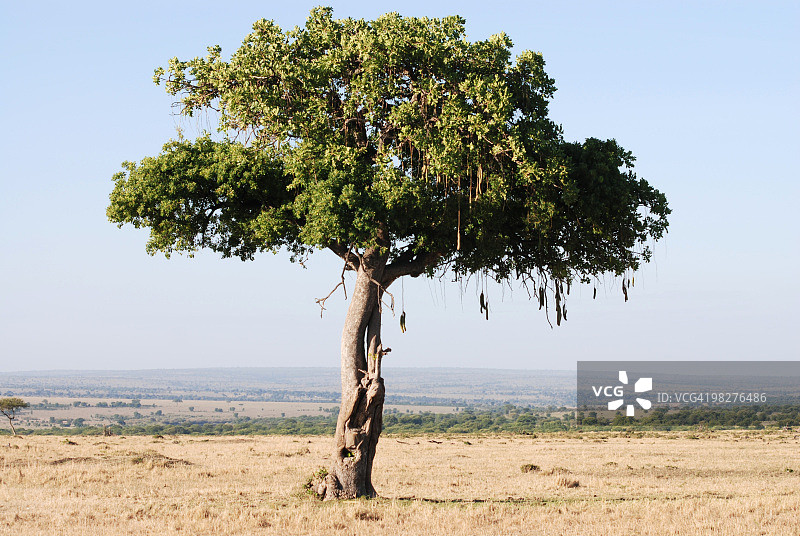 坦桑尼亚塞伦盖蒂国家公园的香肠树图片素材