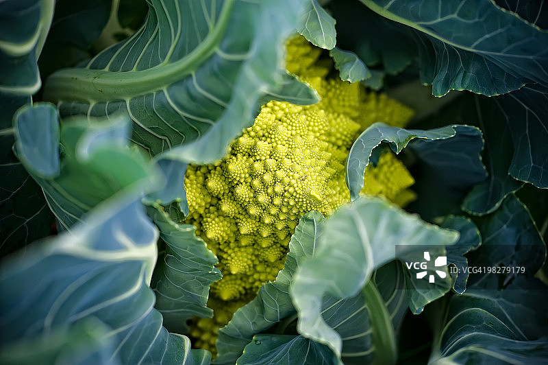 罗马花椰菜图片素材