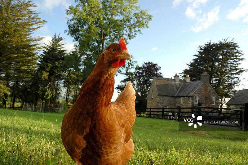 有机散养鸡图片素材