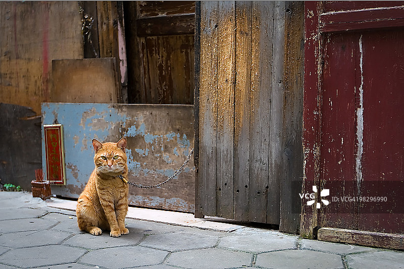 中国的猫图片素材
