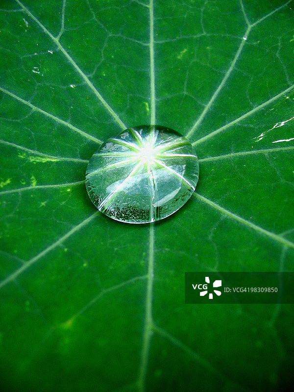 叶子上的水滴图片素材