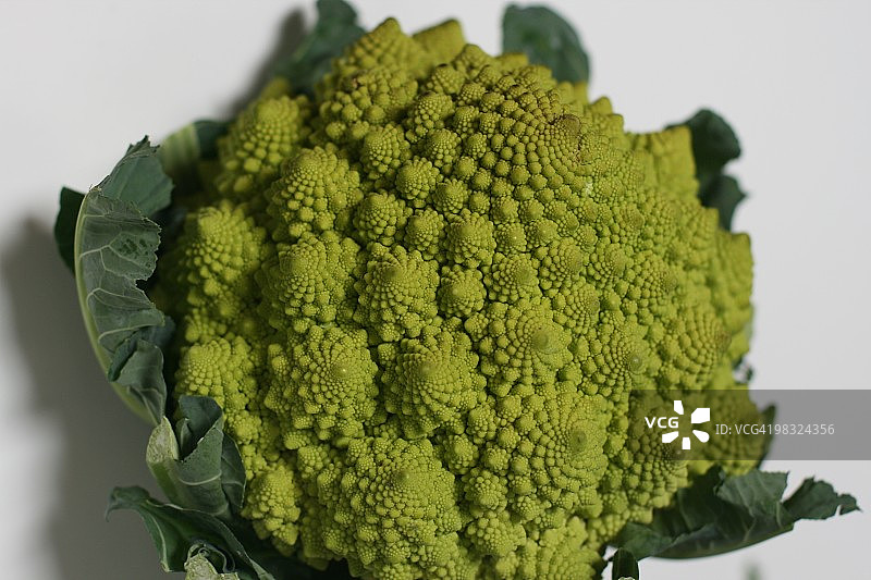 罗马花椰菜图片素材