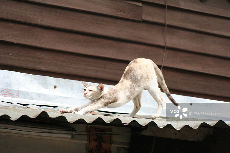 在锡屋顶上伸展的瘦弱流浪猫图片素材