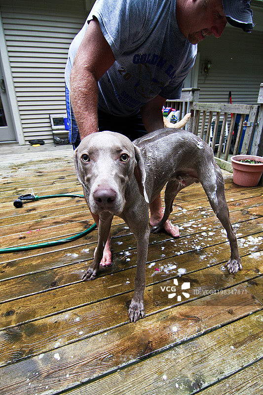 魏玛犬洗浴图片素材