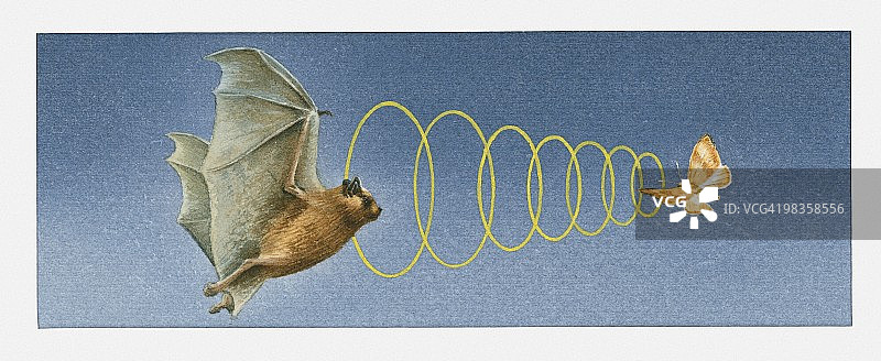 蝙蝠利用敏锐听觉定位飞蛾插画图片素材