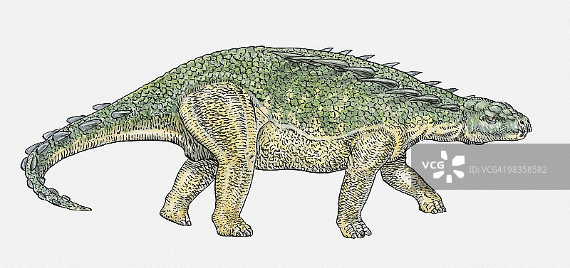 波刺安康龙甲龙恐龙插画图片素材