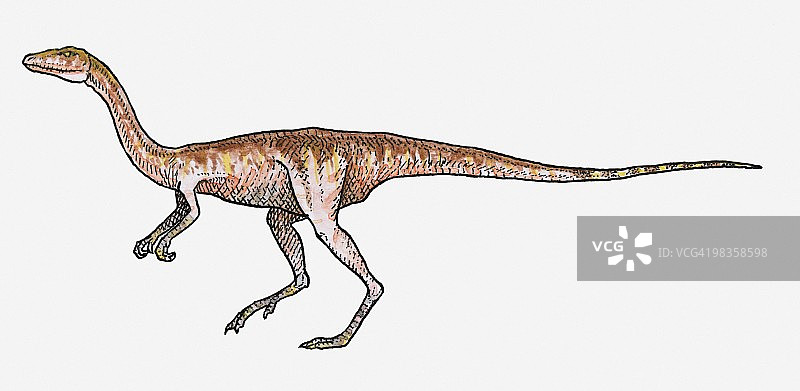 细颚龙兽脚亚目恐龙插画图片素材