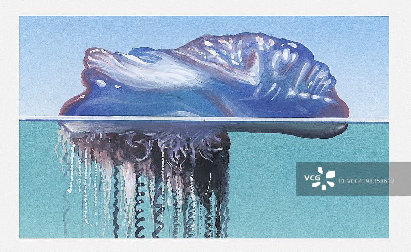 葡萄牙战舰水母插画图片素材