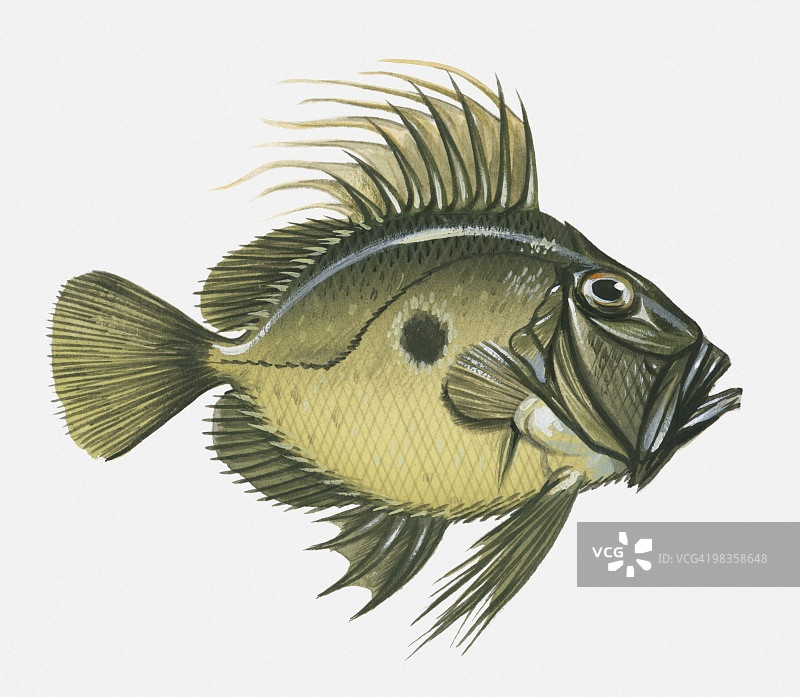 海鲂插画图片素材