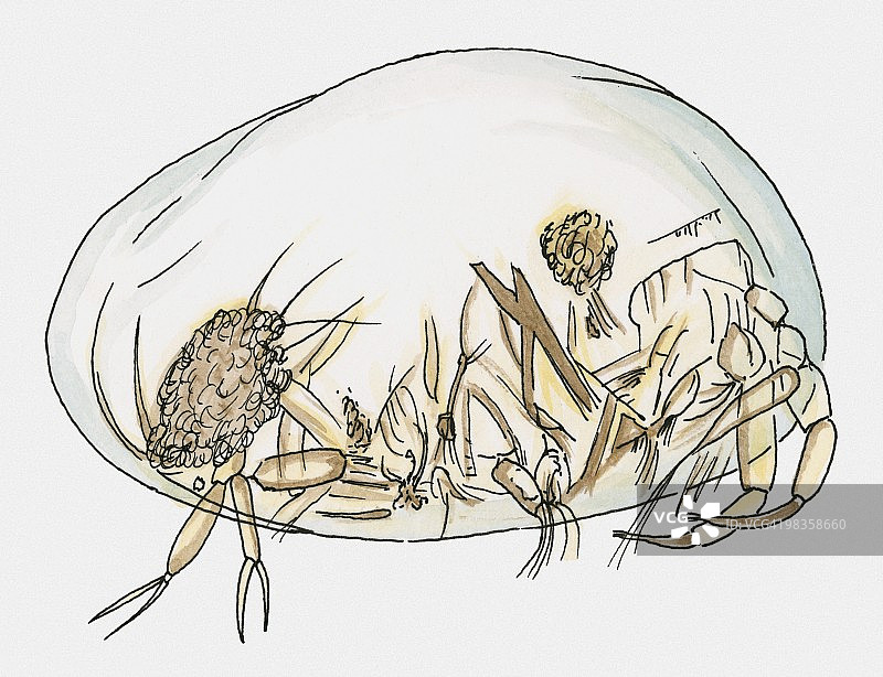 海虾（介形亚纲）插画图片素材