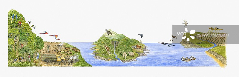 野生鸟类栖息地与人类及其他动物威胁插画图片素材
