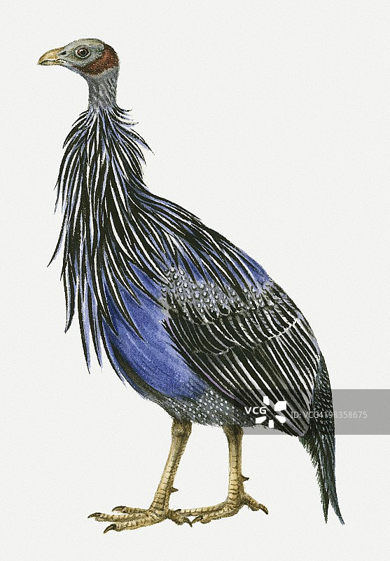 兀鹫珠鸡侧视图插画图片素材