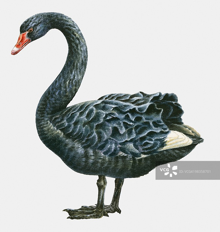 黑天鹅侧视图插画图片素材