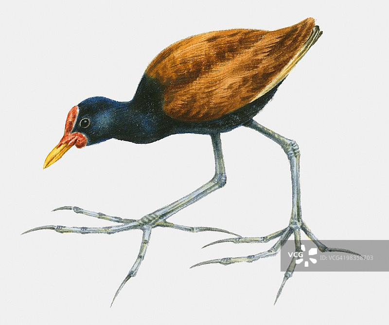 水雉侧视图插画图片素材