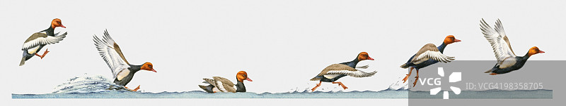 鸭子起飞与降落插画图片素材