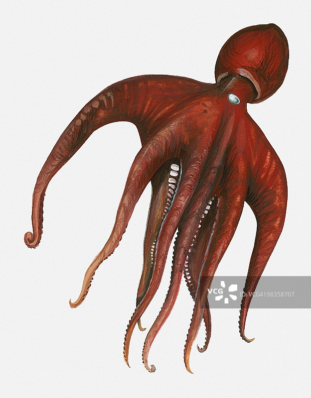红色章鱼插画图片素材