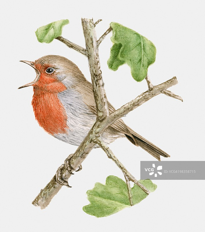 知更鸟栖息在树枝上歌唱的插图图片素材
