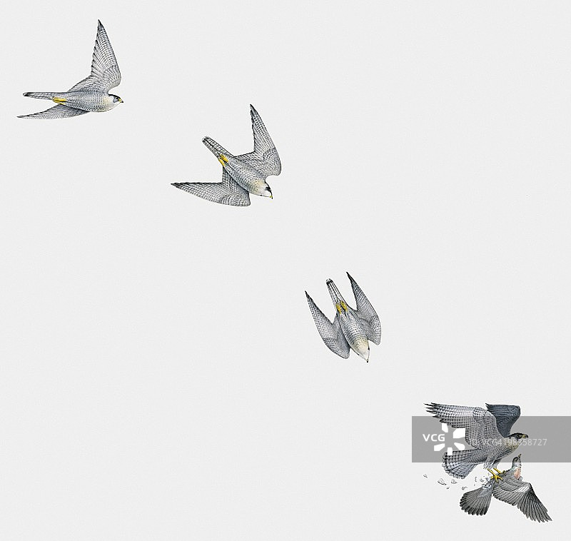 游隼（Falco peregrinus）在空中袭击鸽子的多重影像插画图片素材