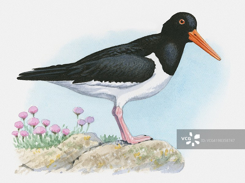 欧亚蛎鹬（Haematopus ostralegus）站在岩石上的插画图片素材