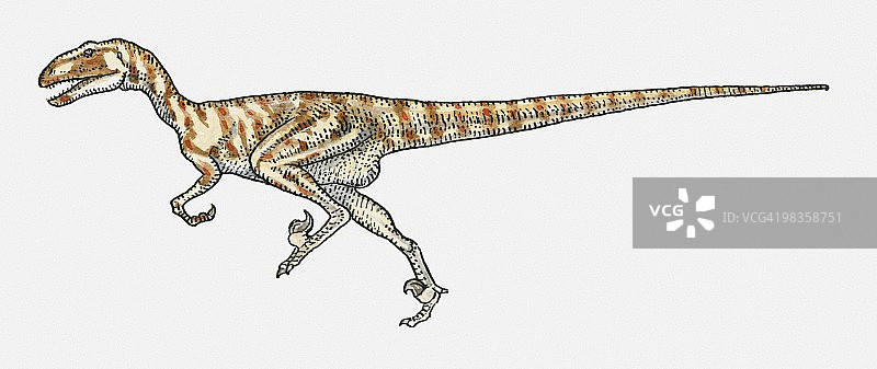 恐爪龙dromaeosaurid恐龙插画图片素材