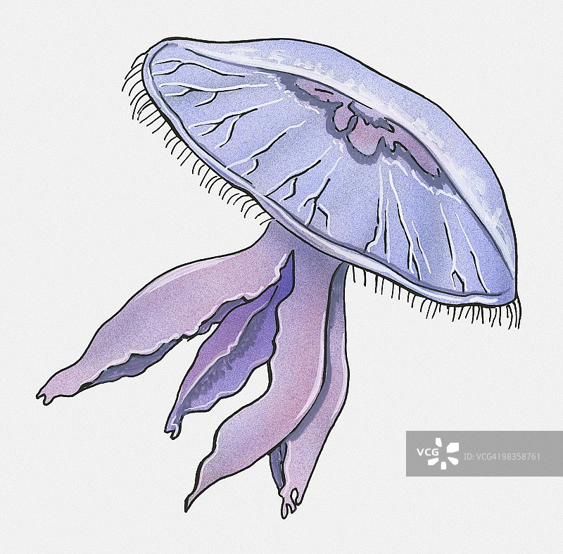 水母插画图片素材