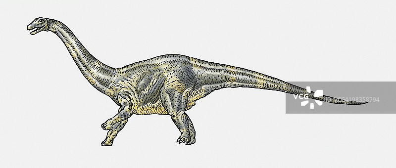 鲸龙蜥脚类恐龙插画图片素材