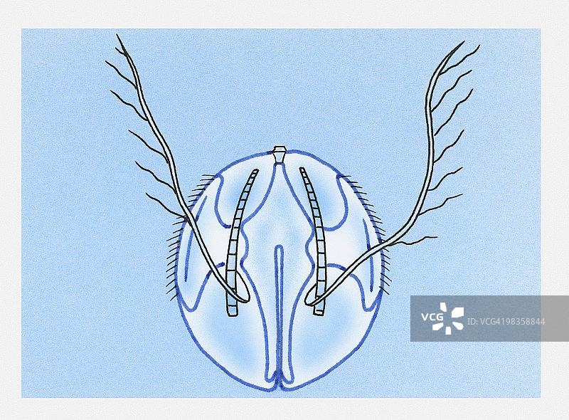栉水母的插图图片素材
