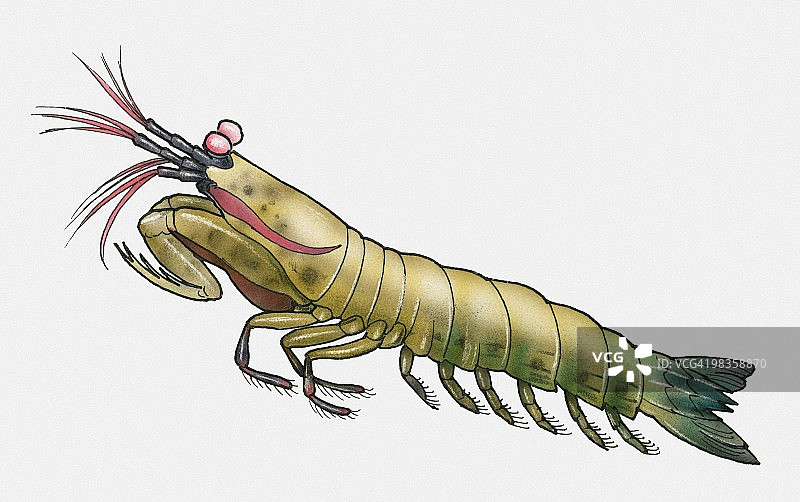螳螂虾插画图片素材