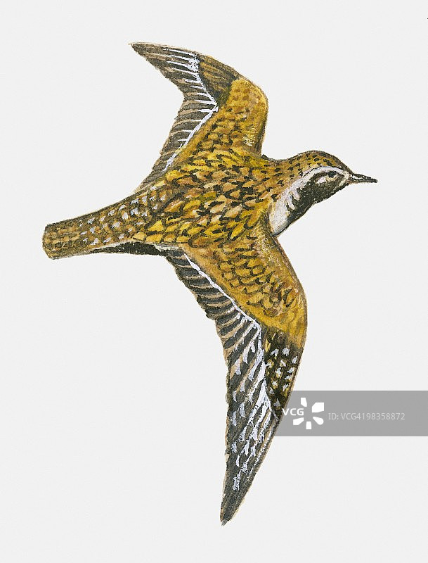 美洲金斑鸻飞行插画图片素材