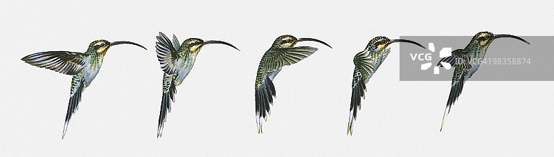 长嘴隐蜂鸟悬停插图序列图片素材