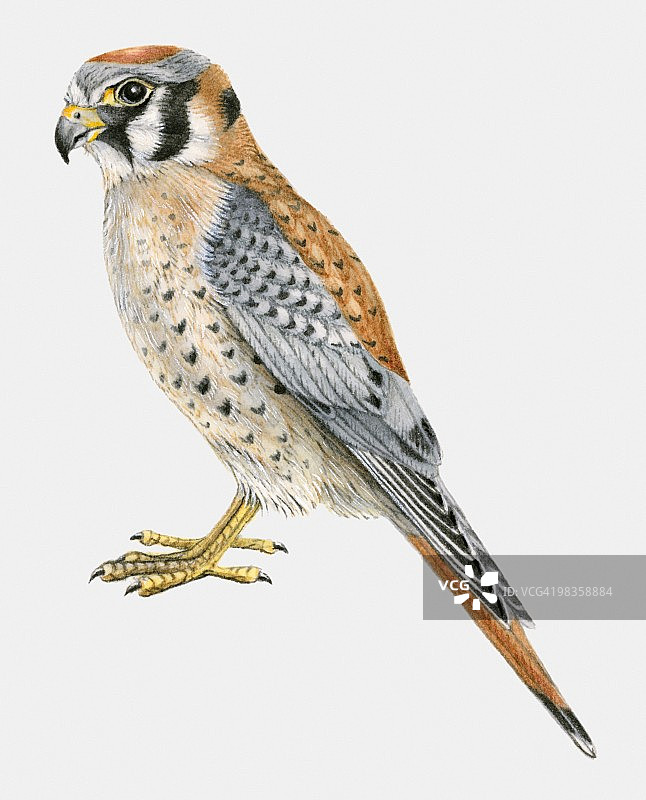 美洲红隼侧视图图片素材