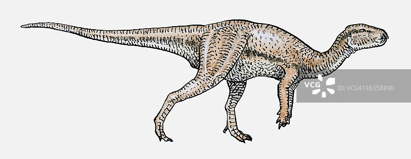 禽龙插画图片素材