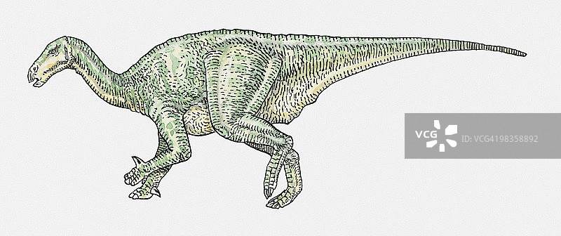 禽龙鸟脚亚目恐龙插画图片素材
