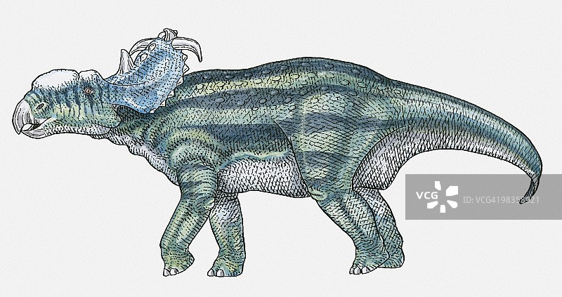 厚鼻龙角龙类恐龙插画图片素材