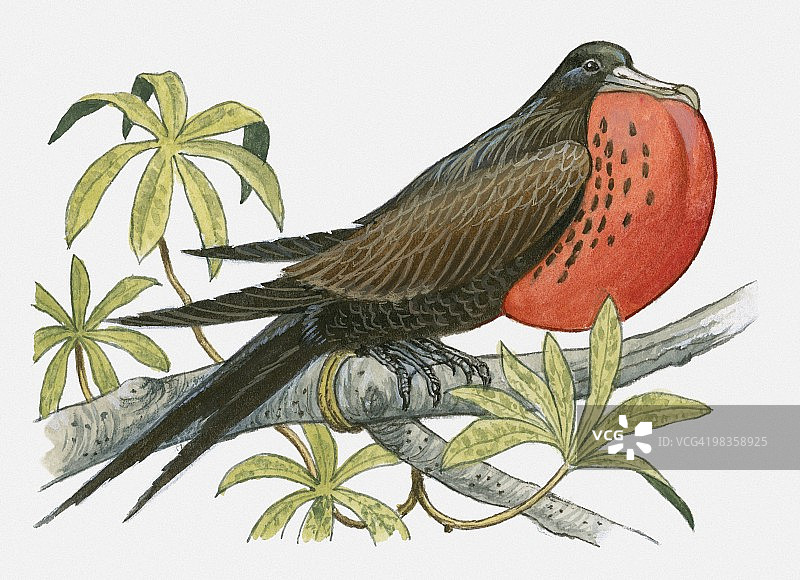 成年雄性大军舰鸟喉囊膨胀栖息树枝插画图片素材