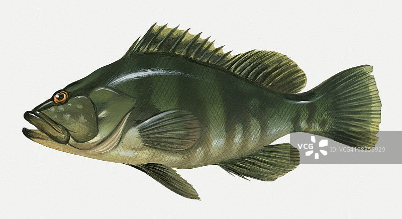 石斑鱼插画图片素材