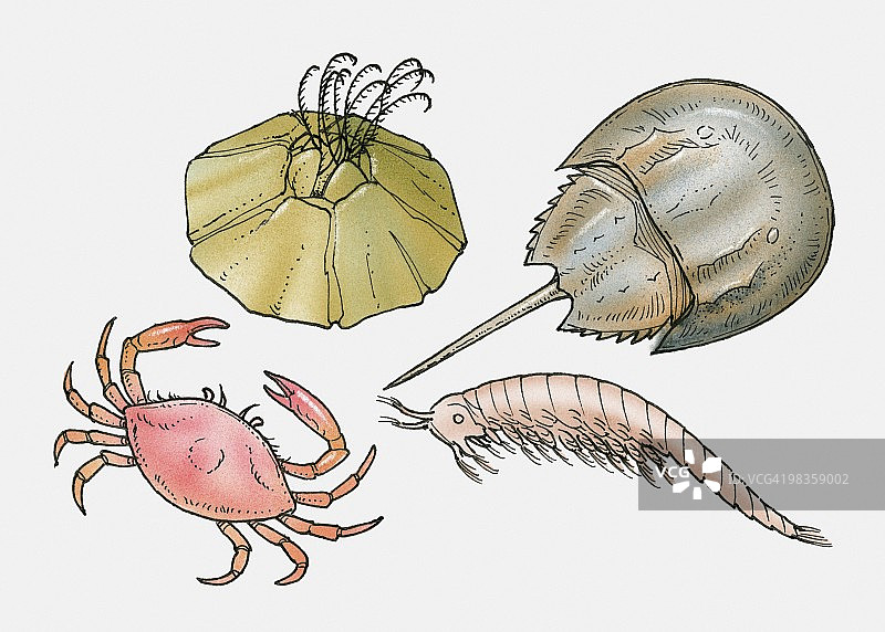 藤壶、马蹄蟹、虾和螃蟹插画图片素材