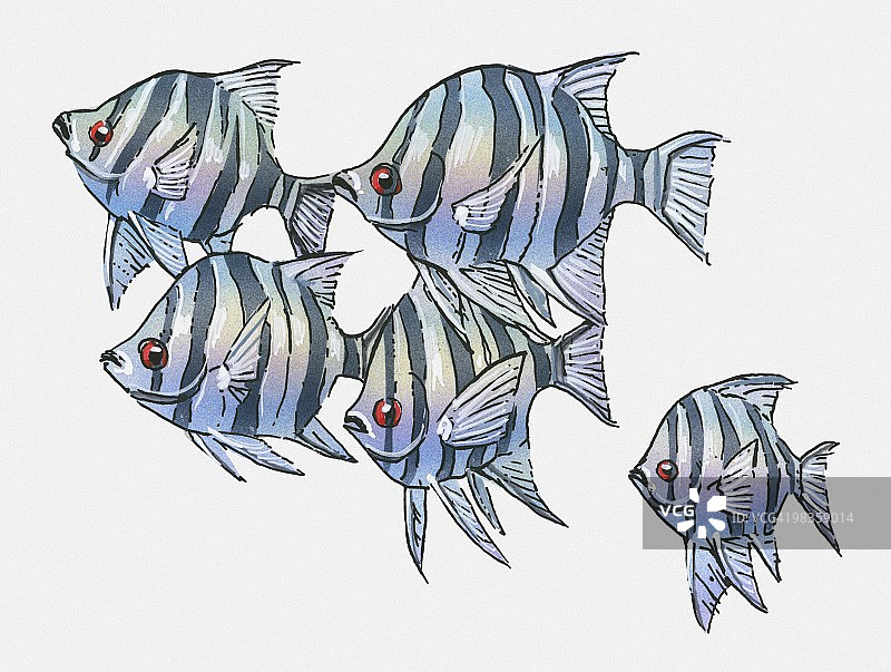 六带豆娘鱼插画图片素材