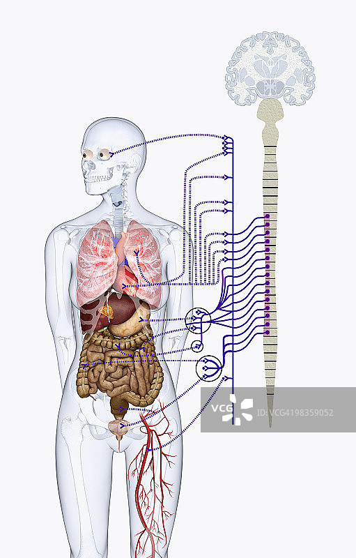 负责身体自动功能的自主神经系统数字图图片素材