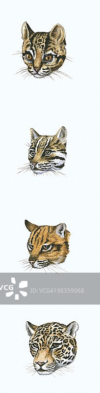 云豹、豹猫、老虎和美洲虎头部插画序列图片素材
