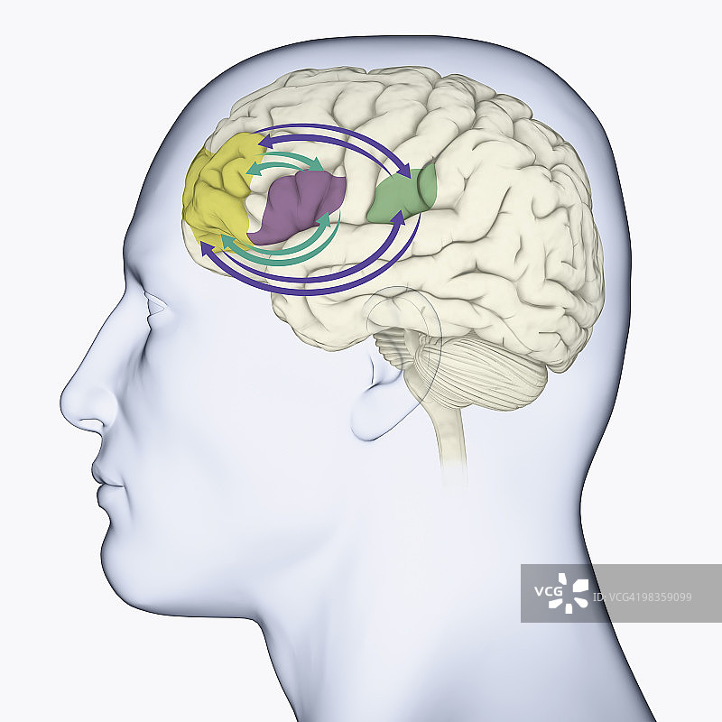 显示大脑记忆区域的头部侧面数字插画图片素材