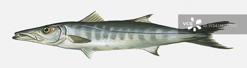 大金梭鱼插画图片素材