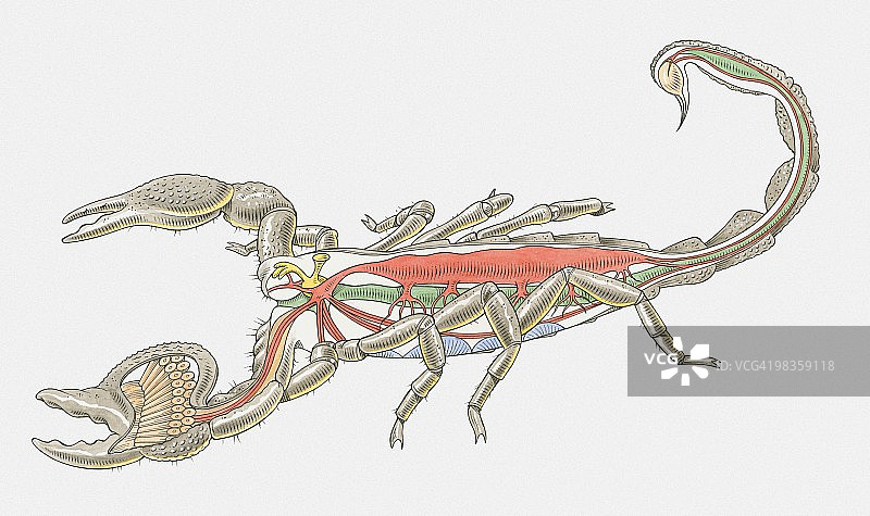 帝王蝎内部解剖结构图图片素材