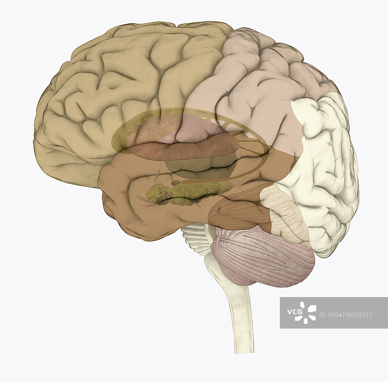 人脑中与记忆相关的区域的数字插图图片素材