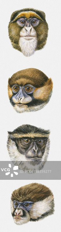 德布拉扎猴、髭猴、戴安娜猴和白鼻猴头部插图序列图片素材